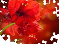 Red, amaryllis