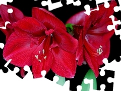 Red, amaryllis