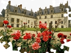 Garden, Castle, Amboise. France, roses