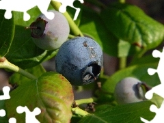 maturing, bilberry, American, Fruits