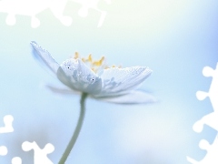 Colourfull Flowers, White, anemone