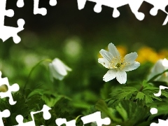 Colourfull Flowers, White, anemone