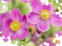 Flowers, Japanese anemone