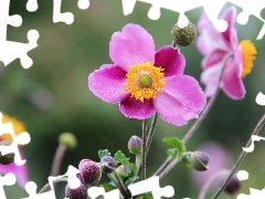 Pink, Japanese anemone