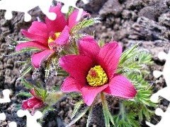 pasque, Flowers, Pink