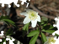 White, anemone