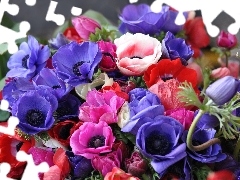 color, Anemones