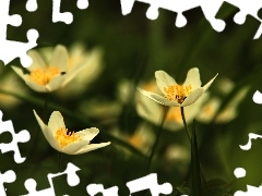 White, Anemones