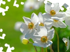 White, Anemones