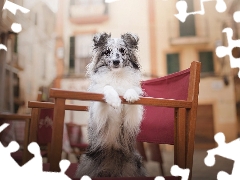 Puppy, Chair, apartment house, shetland Sheepdog