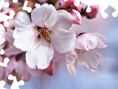 apple, flourishing, Flowers