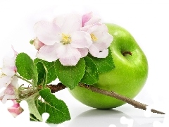 green ones, Flowers, apple, Apple