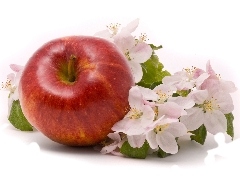 Red, Flowers, apple, apple