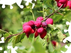 Paradise, apples