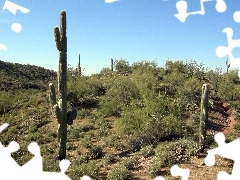 Arizona, Desert, Wickenburg