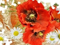 Red, daisies, Art, papavers