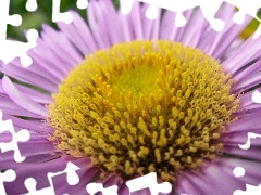 Aster amellus