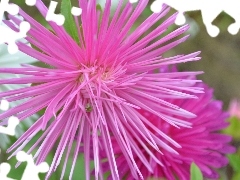 Pink, Aster