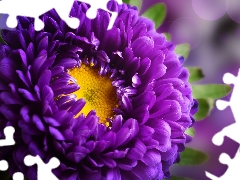 Violet, Aster