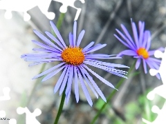 Aster