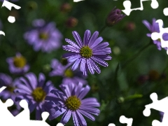 Astra, purple, Flowers