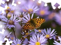 Silver-washed Fritillary, Insect, Astra, butterfly