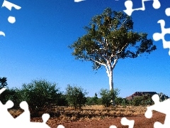 trees, wild, Australia, landscape