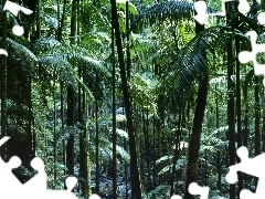 Australia, forest, tropical