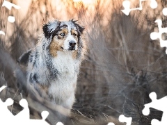 grass, Australian Shepherd, Australian Shepherd