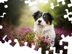 heather, Australian Shepherd, Australian Shepherd