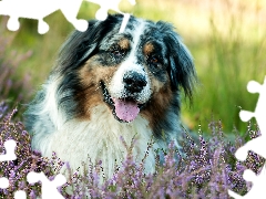 Flowers, heather, pastoral, Australian Shepherd, dog