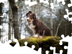 Australian Shepherd, The look, Bokeh, forest, Moss, Puppy, dog, scarp