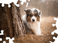 grass, trees, Australian Shepherd