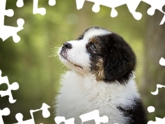 Australian Shepherd, Puppy, Australian Shepherd