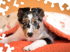 dog, Border Collie, duvet, Puppy