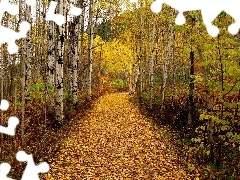 autumn, forest, birch