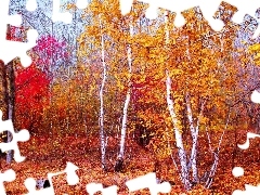 autumn, forest, birch