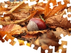 autumn, Leaf, chestnut