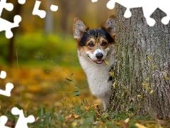 doggy, trees, autumn, muzzle