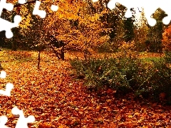 viewes, Garden, autumn, fern, Leaf, trees