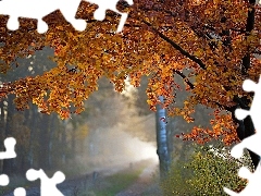 autumn, forest, Fog