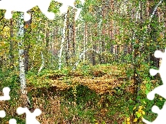 forest, fern, autumn, birch