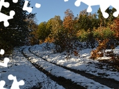 Forest, Autumn, snow, colors, first, ##, Way, trees