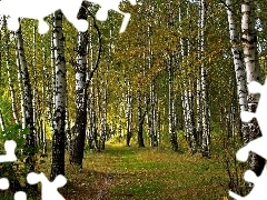 forest, Way, autumn, birch