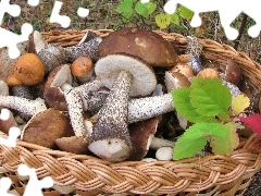 Autumn, Leaf, mushrooms, forest, basket