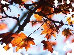 autumn, beech, Leaf