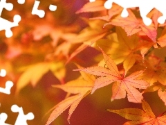 autumn, maple, Leaf