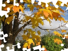 autumn, maple, Leaf