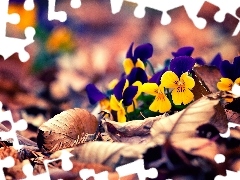 autumn, pansies, Leaf