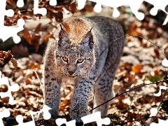 Lynx, Leaf, autumn, forest